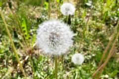 spacer_fotograficzny_szpital_wolski_maj_2022_14