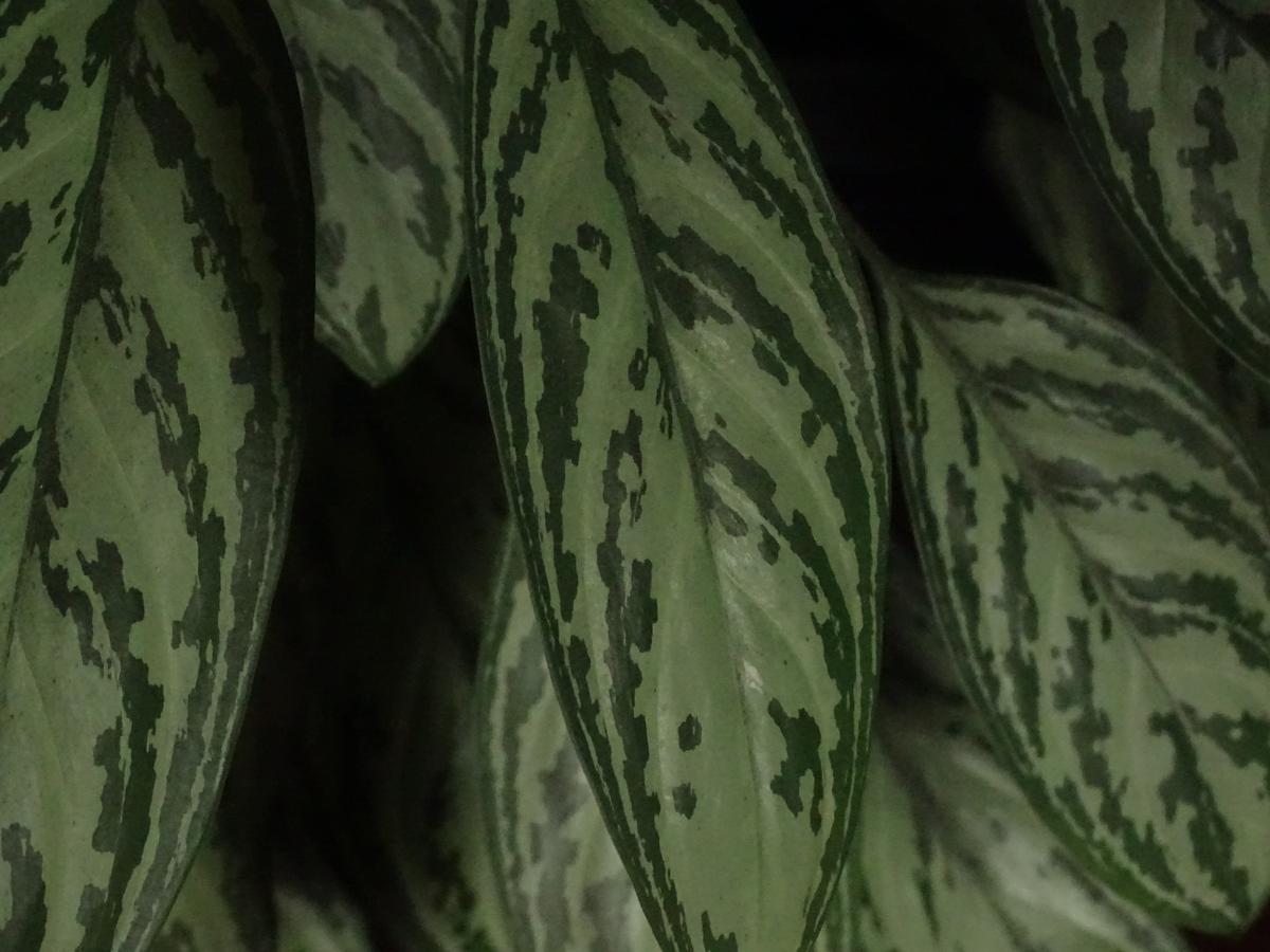 Aglonema, roślina tropikalna o charakterystycznych liściach barwy zielono-srebrzystej